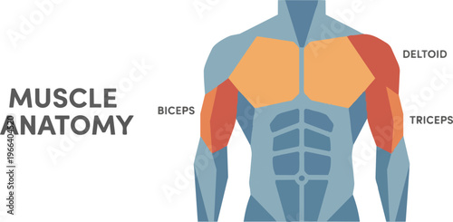 Human Muscle Anatomy Upper Body.