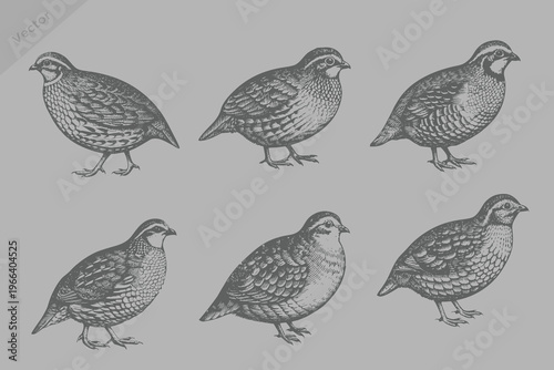 engraving style Quail illustration. vintage style Quail vector