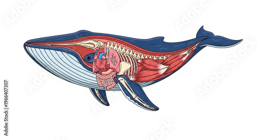 Anatomical illustration of a blue whale's internal organs and skeletal structure, showcasing its complex biology and unique features