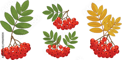 Rowan Berry Branches with Green and Autumn Yellow Leaves for Fall, Botanical, and Seasonal Nature Illustrations