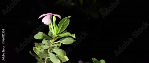 Pink Four O Clock Flowers video with Black background.