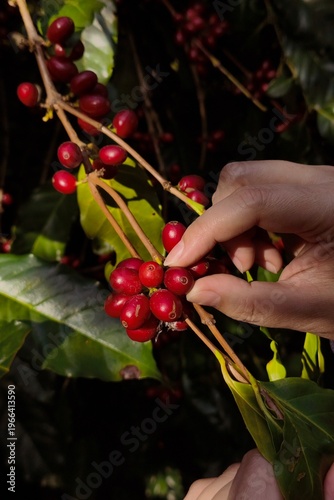 Coffee beans ripening on a tree