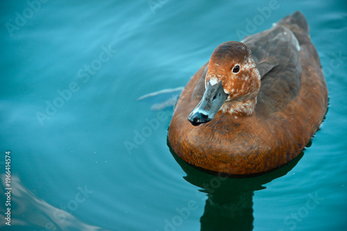 Schilderij op canvas Redhead duck swimming in turquoise water, close-up portrait