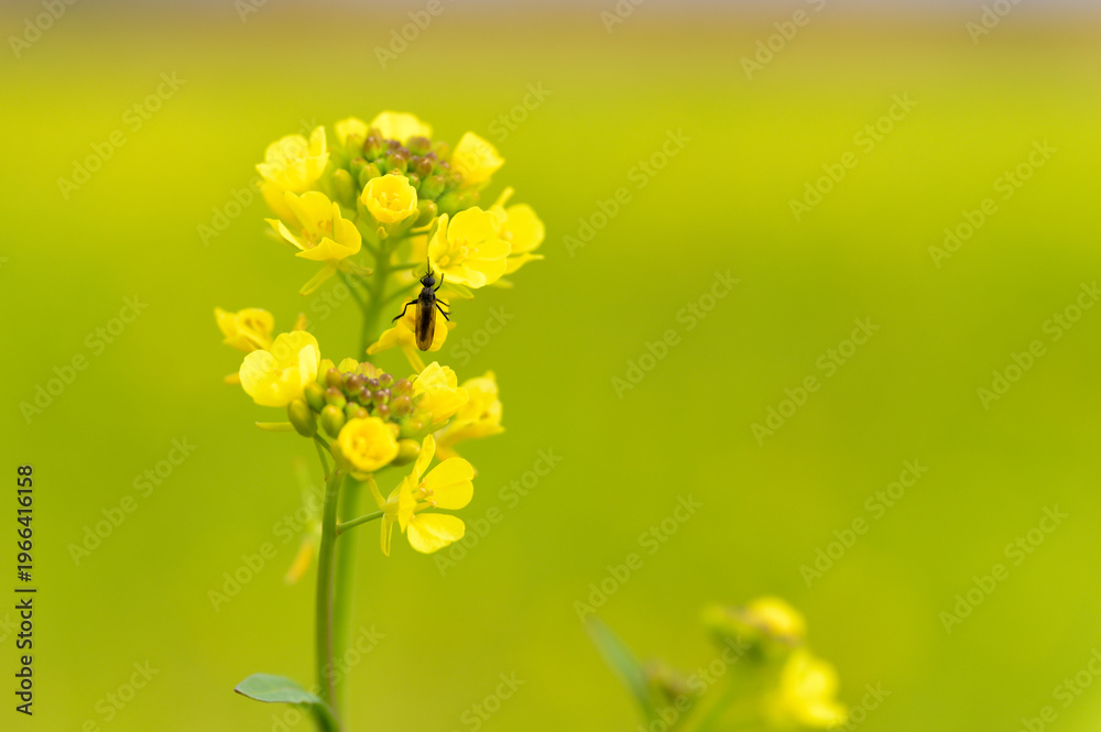 Obraz premium 鮮やかな黄色の菜の花畑と春の風景。接写した花と背景のボケが美しい自然のイメージ素材。春の訪れを感じさせる明るい雰囲気の植物、花びら、昆虫、風景のコレクション。