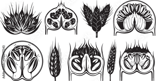 Botanical illustrations of various plant seeds and grains in black and white