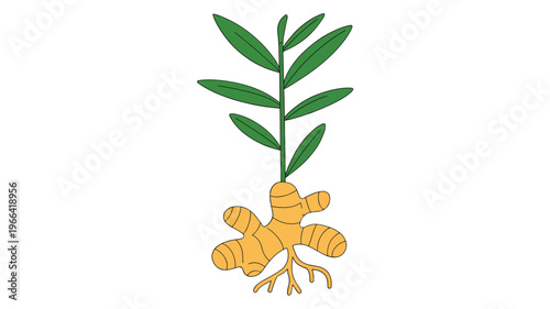 Ginger plant with leaves and root botanical illustration medicinal herb isolated