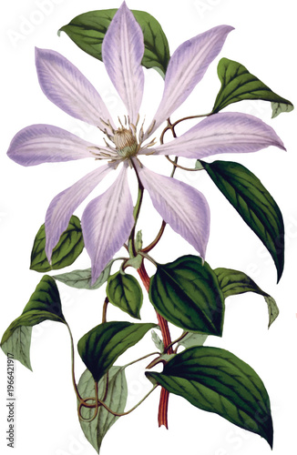 Vintage Botanical Illustration of a Purple Clematis Flower