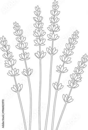 Simple elegant black and white line art drawing of a cluster of delicate lavender flower stalks for design use