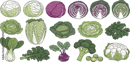 Cabbage and Leafy Vegetables Collection with Lettuce, Kale, Broccoli and Cauliflower, Hand Drawn Food Illustration Set for Healthy Diet, Organic Farming, and Nutrition Design