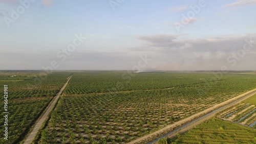 Aerial view of oil palm plantation in Kuala Penyu, Sabah, Malaysia.