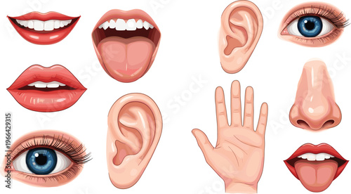 Human Body Parts Collection with Eyes, Ears, Nose, Mouth and Hand, Realistic Anatomy Elements Set for Medical and Education Vector Illustration