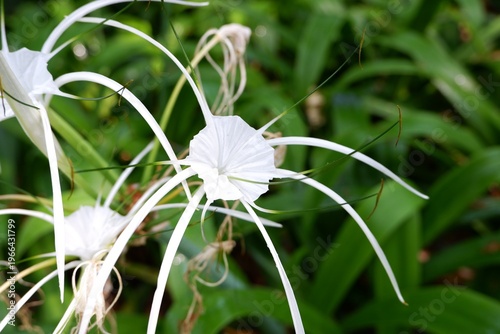Quadro em tela Pristine white bloom of Hymenocallis littoralis, featuring a delicate staminal cup (corona) and six extremely long, spider-like perianth segments