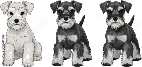 Schnauzer Dog Vector Set with Sitting Poses, Miniature and Standard Breeds, Realistic Pet Illustrations for Web, Apps, Print, and Educational Designs