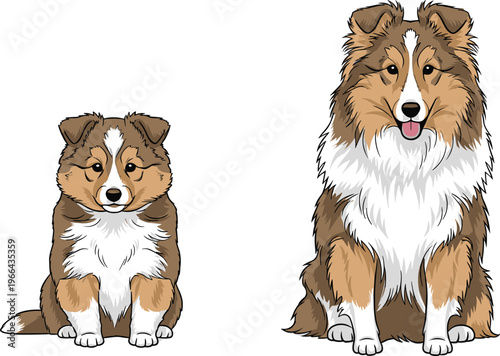 Shetland Sheepdog Vector Illustration Featuring Adult Dog and Puppy Sitting, Detailed Collie Breed with Fluffy Coat, Isolated on White Background for Pet, Animal, and Dog Lover Designs