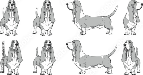 Basset Hound Vector Collection Showing Multiple Dog Poses, Front and Side Views, Detailed Ears and Body Features, Isolated on White Background for Pet, Animal, and Dog Lover Designs