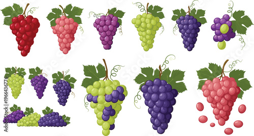 Grapes vector illustration collection. Mixed grape varieties with clusters, leaves and loose berries in detailed style. Fresh fruit elements for vineyard, wine and food design.