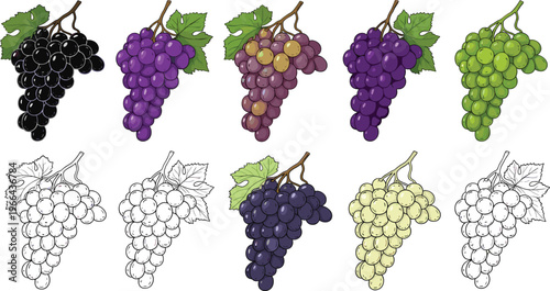 Grapes vector illustration set. Multiple grape varieties with outline sketch and colored versions in detailed style. Fresh fruit elements for vineyard, wine and design use.
