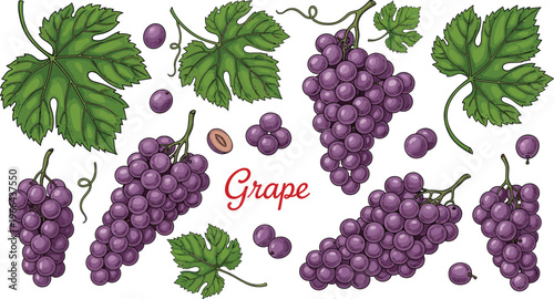Grape vector illustration collection. Purple grape bunches with leaves and seeds in detailed hand drawn style. Fresh fruit elements for wine, vineyard and food design.