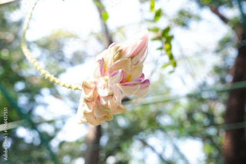 Large terminal racemes of Afgekia filipes, featuring soft lilac and white pea-like flowers with distinctive silky-haired bracts.