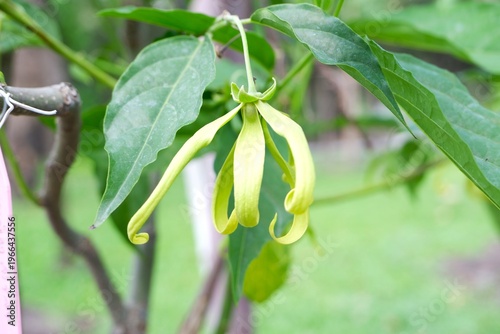 Exotic ylang ylang bloom with long narrow petals