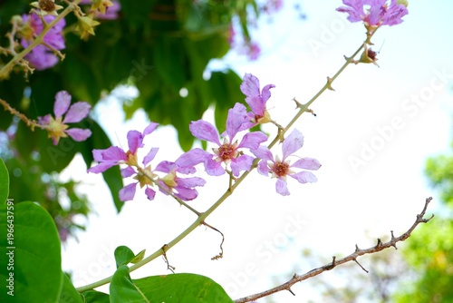 Bright pink Lagerstroemia speciosa flower clusters against a clear blue sky.