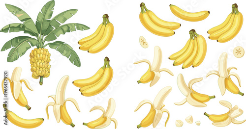 Banana vector set with plant bunches peeled and sliced variations. Tropical fruit illustrations with botanical elements in flat style. Perfect for food designpackaging, and healthy lifestyle projects.