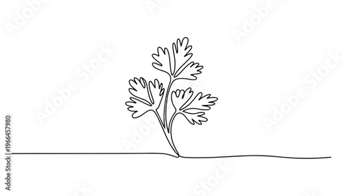 One continuous line illustration of an Coriander vegetable, isolated on white background.