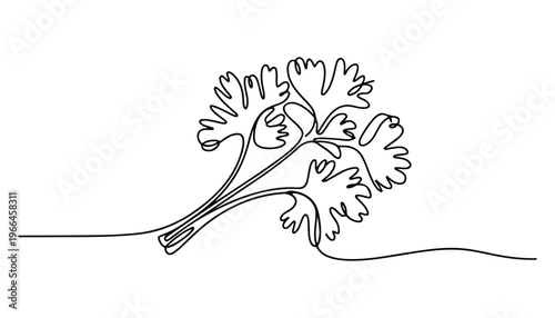 One continuous line illustration of an Coriander vegetable, isolated on white background.