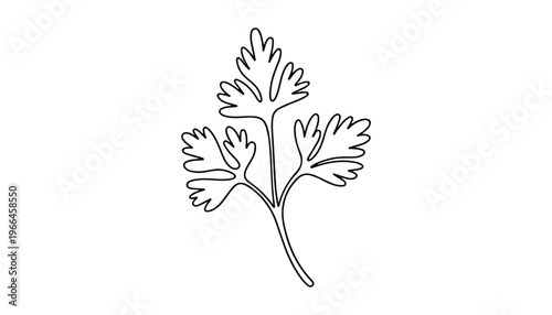 One continuous line illustration of an Coriander vegetable, isolated on white background.