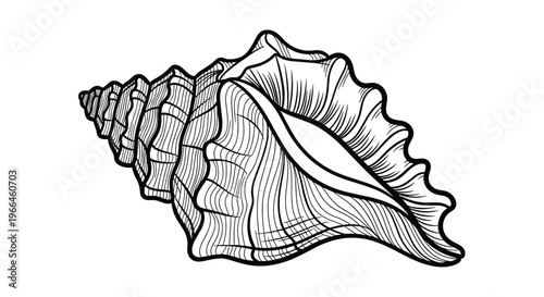 Intricate black and white engraving of a spiral conch seashell showing detailed texture and natural lines found in marine life.