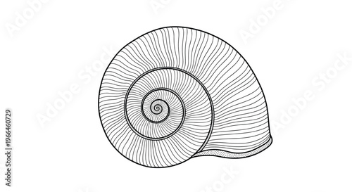 Detailed hand-drawn illustration of a spiral snail shell in a classic engraving style featuring fine line work and natural patterns.