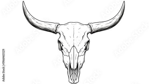 Detailed illustration of a bull or cow skull with long curved horns shown from the front in a clean black and white line art engraving style.