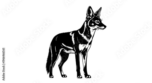 Black and white illustration of a standing dog with pointed ears