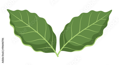 Two large green coffee leaves positioned symmetrically on a white background to represent growth and natural ingredients.