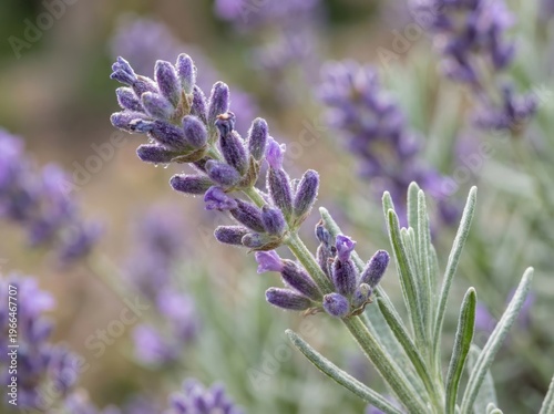 Close up of beautiful blooming purple lavender flower with morning dew drops