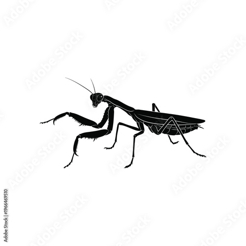 Black praying mantis insect white background silhouette