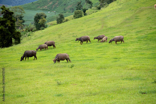 Buffalo in Thailand. Animals to work in the past