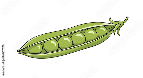 Fresh green pea pod containing six round peas illustrating healthy vegetables, agriculture, and organic food ingredients on a white background.