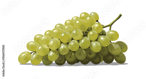Fresh cluster of green grapes on a vine illustrating healthy fruit, organic farming, and nutritious food choices on a clean white background.