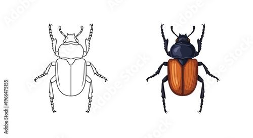 Vector graphic illustration showcasing a detailed colored burying beetle alongside a black and white outline for coloring activities