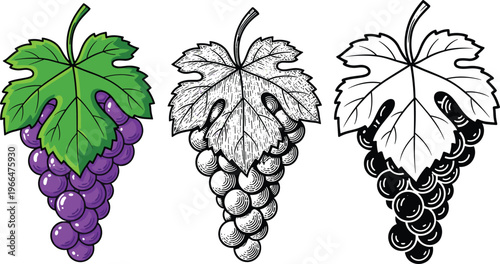 Grape bunch vector illustration set featuring colorful sketch and black silhouette versions isolated on white background for wine label and organic fruit design.
