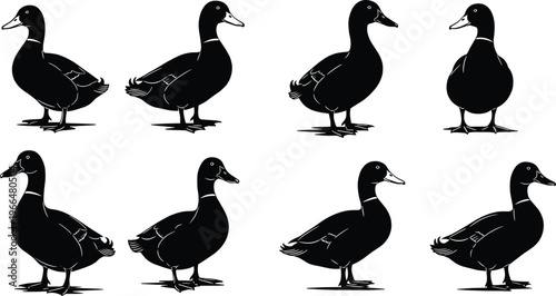Duck silhouette collection, domestic waterfowl bird poses, farm duck icons, black duck vector illustration set, poultry animal wildlife design bundle