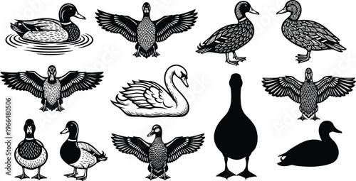 Duck and swan illustration set, waterfowl bird collection, swimming duck, flying duck, elegant swan wildlife icons, black vintage vector engraving style