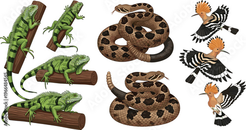 Wildlife vector illustration set with green iguanas on logs, coiled snakes, and hoopoe birds flying and perched isolated animal collection