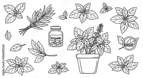 Detailed basil outline icon set with fresh herb leaves, plant, and organic cooking illustrations