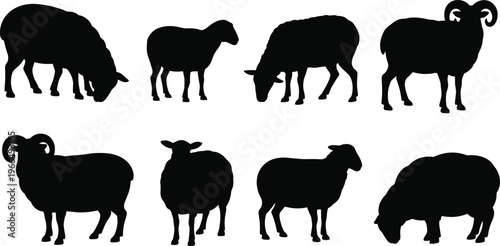 Eight Black Silhouette Sheep Poses Including Rams and Ewes on a White Background Keywords: sheep, ram, ewe, animal, livestock, silhouette, black, white background, isolated, graphic