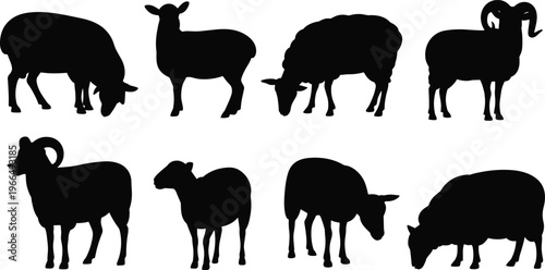 Eight Black Silhouette Sheep Poses Including Rams and Ewes on a White Background Keywords: sheep, ram, ewe, animal, livestock, silhouette, black, white background, isolated, graphic