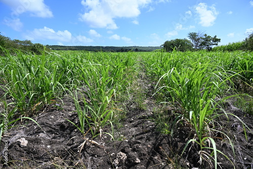 Champ de canne à sucre pour distillerie