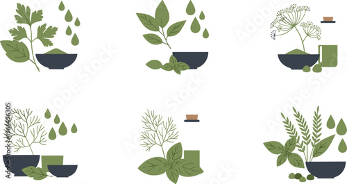 Fresh herbs collection with leaves and drops herbal plants flat vector illustration set