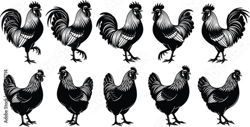 Chicken and rooster silhouette vector set, farm birds illustration, black poultry clipart collection, rural animal design, vintage livestock art, isolated icons